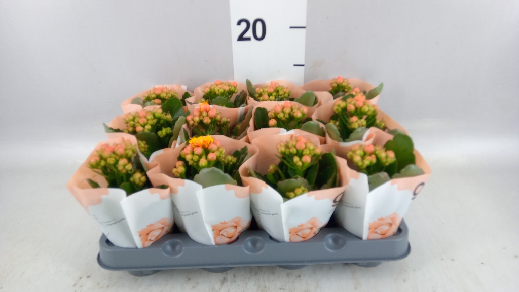 Kalanchoe Double Rose Flowers Dylan 6Ø 14cm