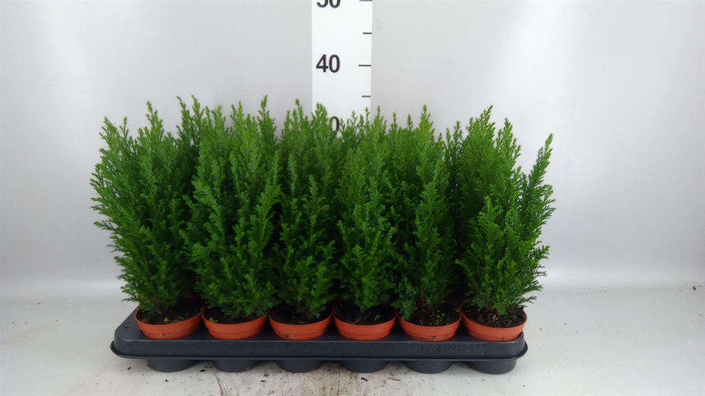 Cham L Ellwoodii 9Ø 30cm