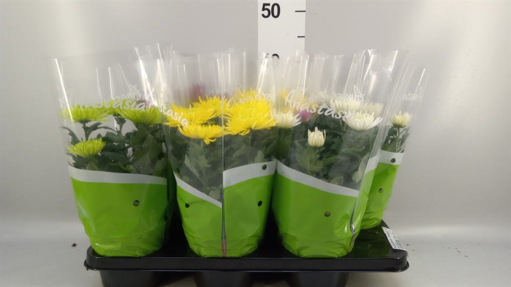 Chrysanth Anastasia Mix 15Ø 33cm