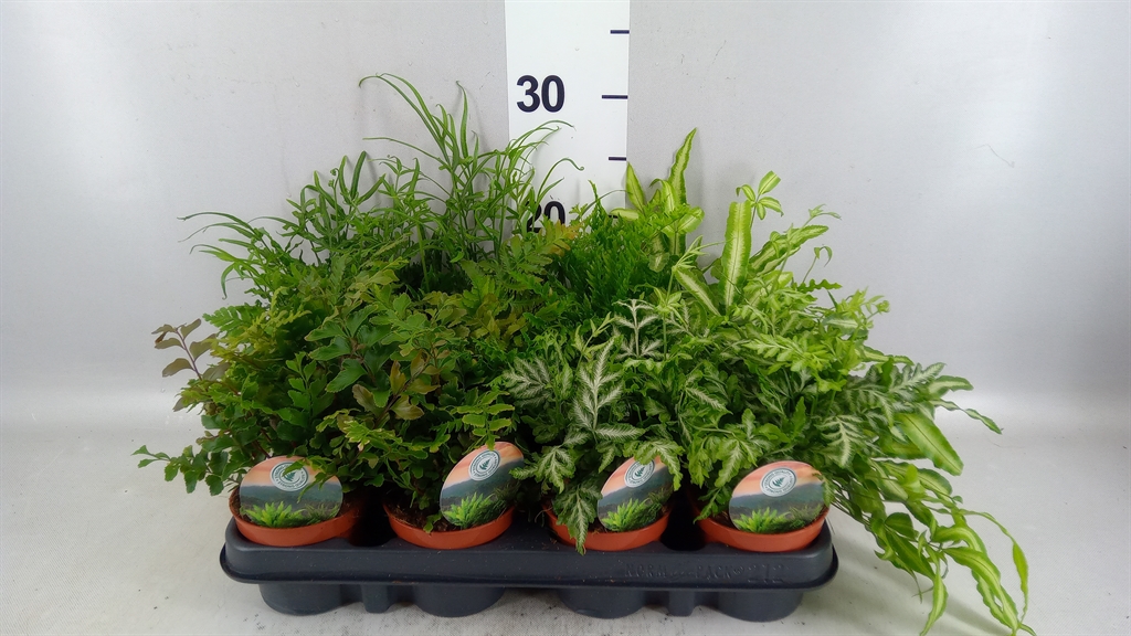 Ferns Mix 9Ø 15cm