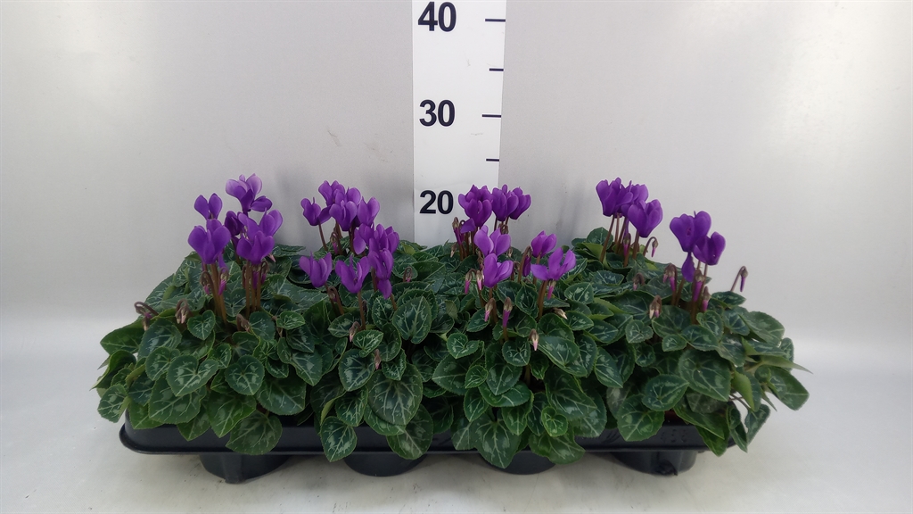 Cyclamen Persicum Ssdblue001 10Ø 23cm