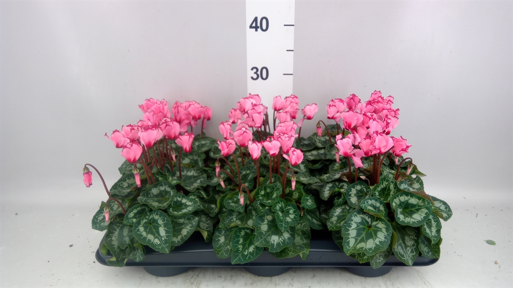 Cyclamen Victoria Salmon 13Ø 30cm