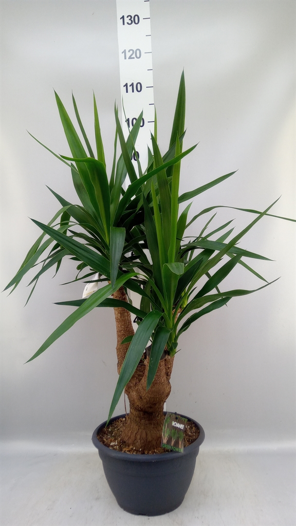 Yucca Elephantipes 26Ø 100cm