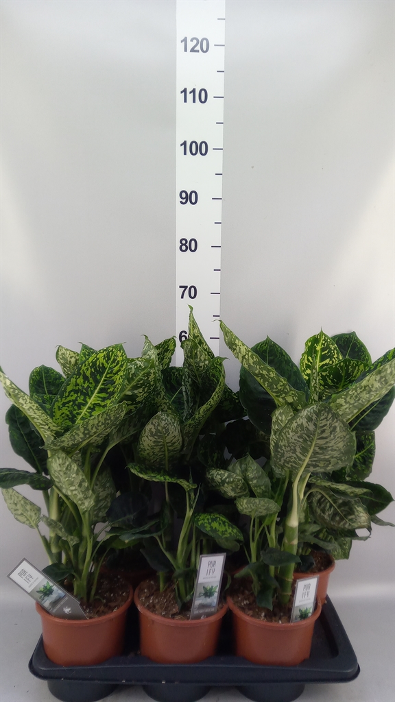Dieffenbachia Reflector 17Ø 60cm