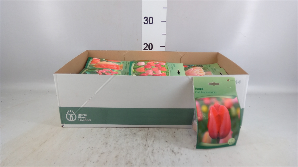 Flower Bulb
