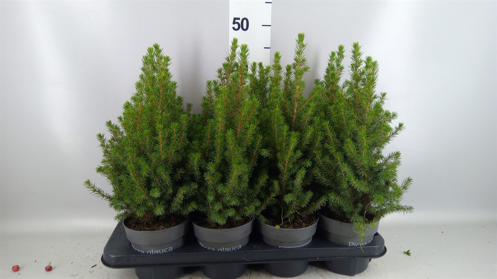 Picea Perfecta 13Ø 43cm
