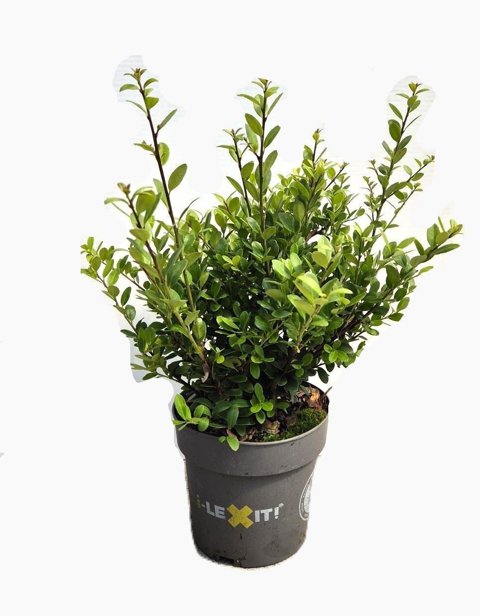 Ilex Dark Green 14Ø 30cm