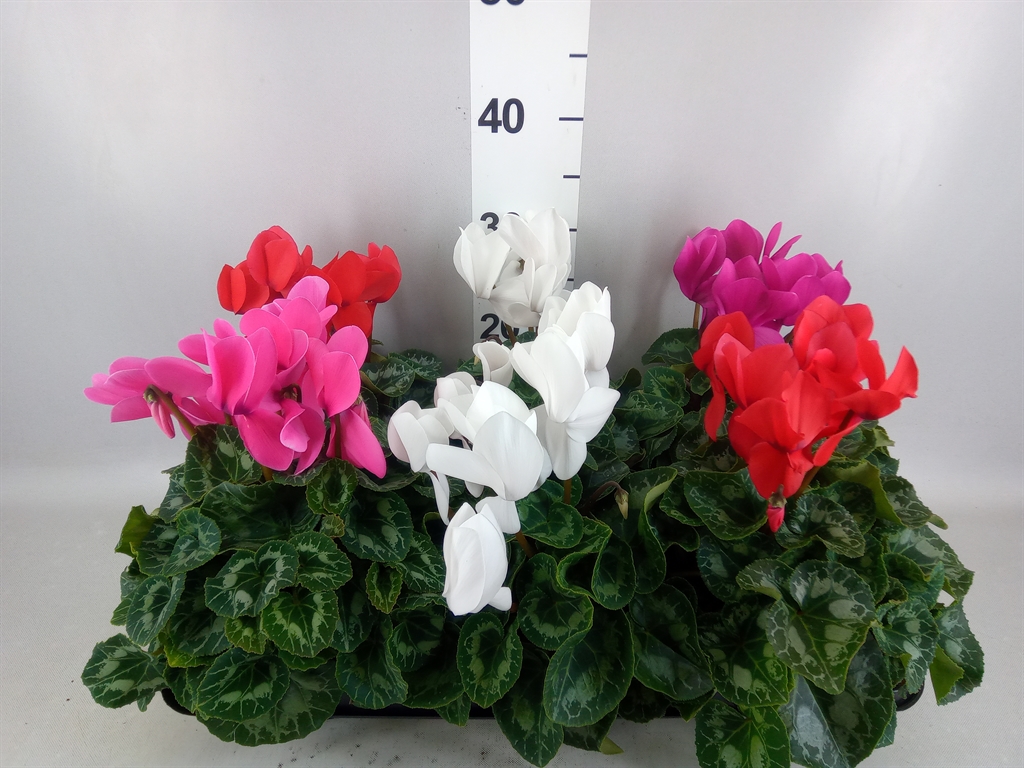 Cyclamen Super Serie Leopardo 13Ø 30cm