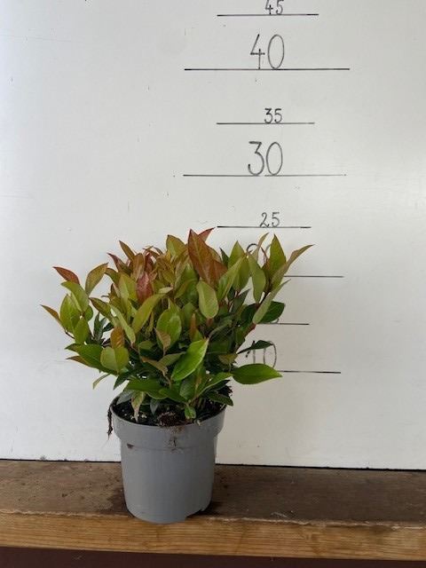 Leucothoe Zeblid 11Ø 25cm