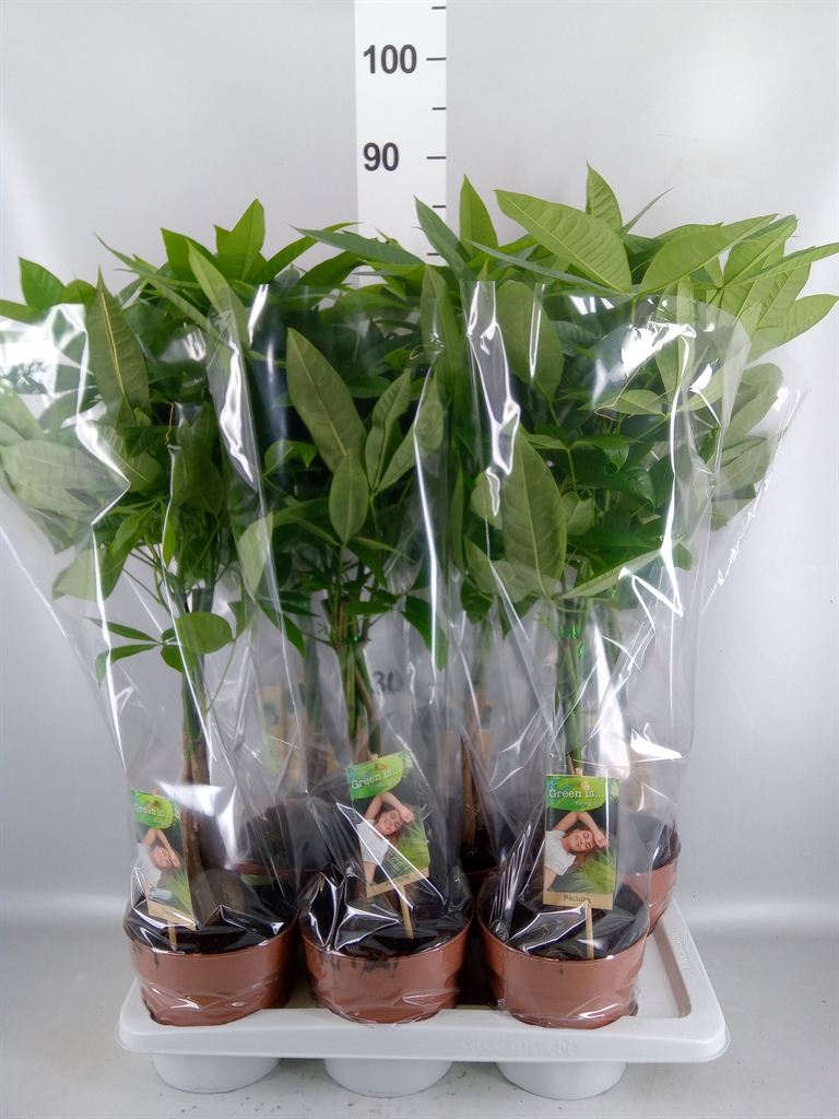 Pachira Aquatica 17Ø 65cm