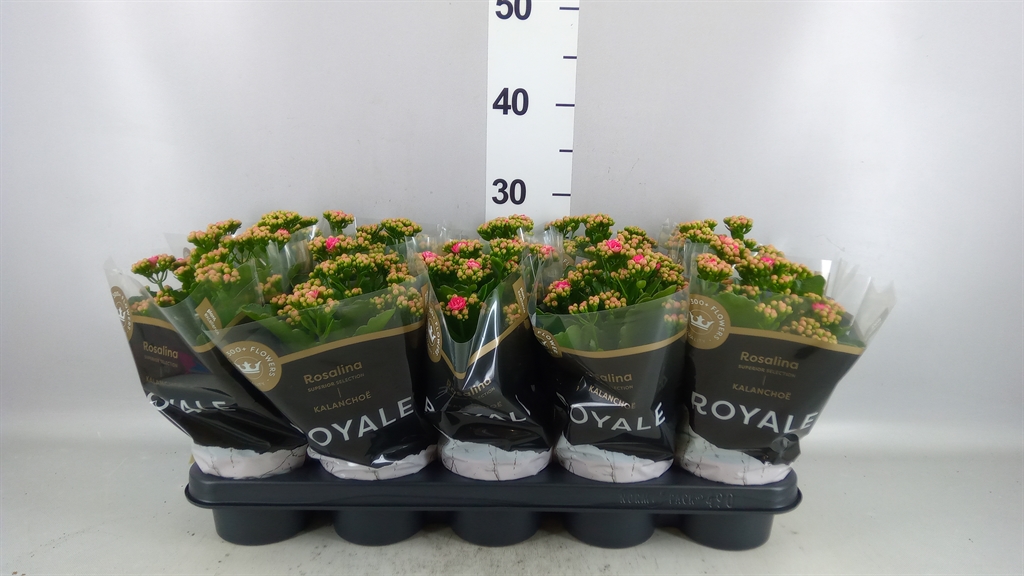 Kalanchoe Double Rosalina Nando Pink 12Ø 27cm