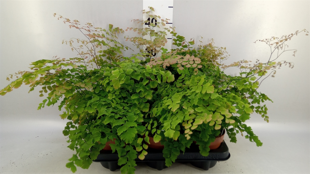 Adiantum Tenerum Scutum Roseum 12Ø 35cm