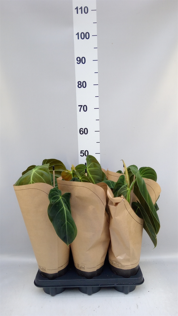 Philodendron Melanochrysum 12Ø 45cm