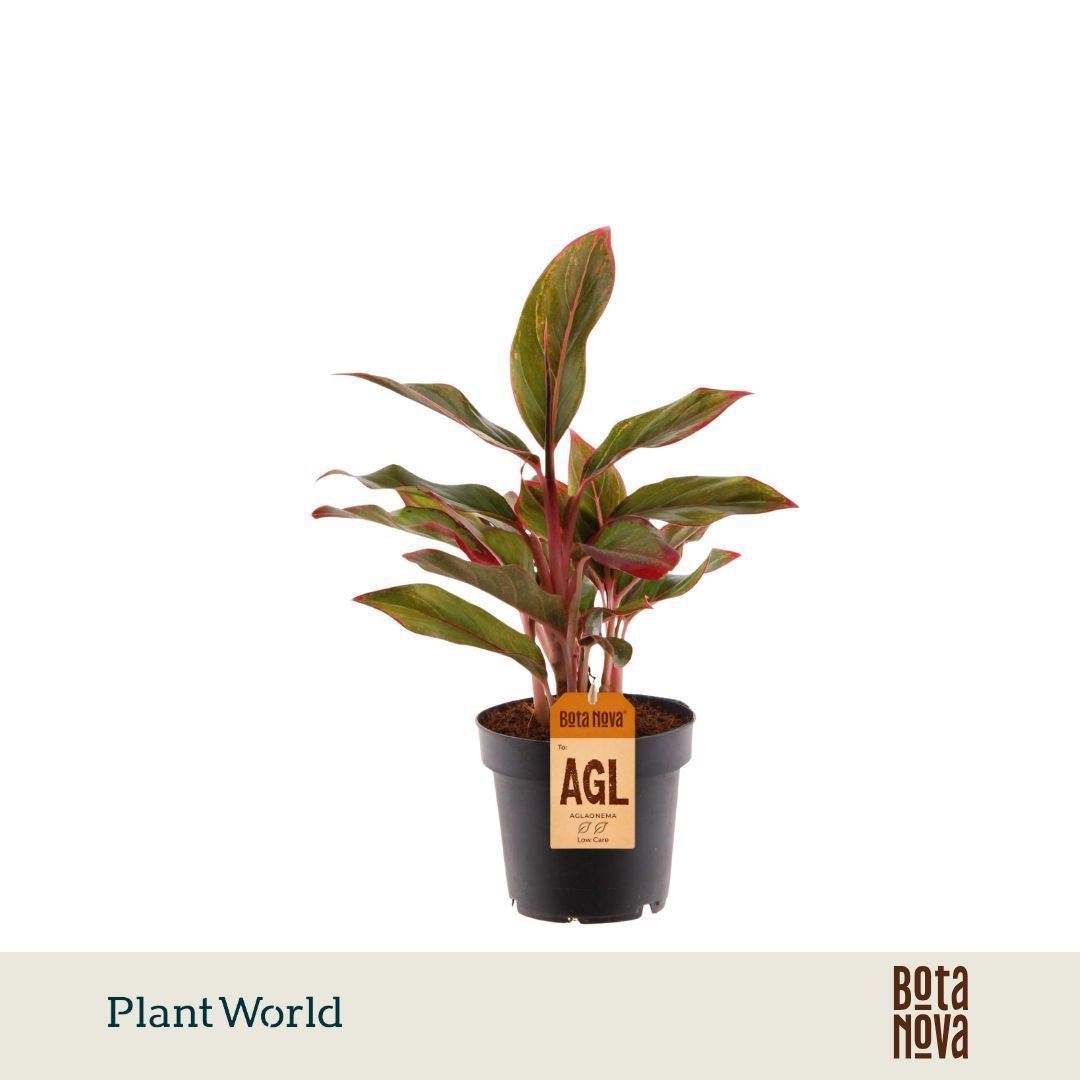 Aglaonema Crete 12Ø 30cm