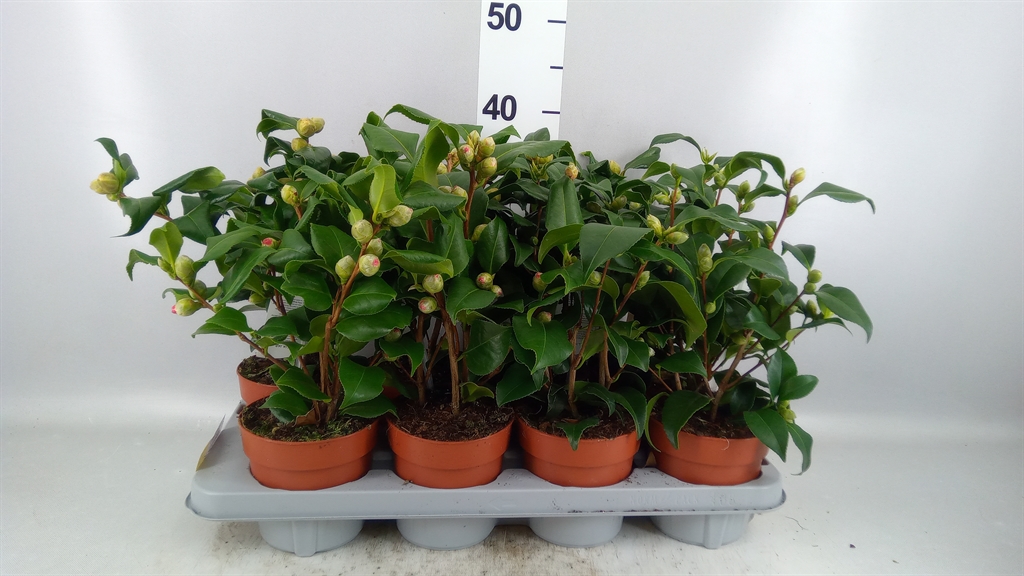 Camellia Mix 3 Colours 13Ø 35cm