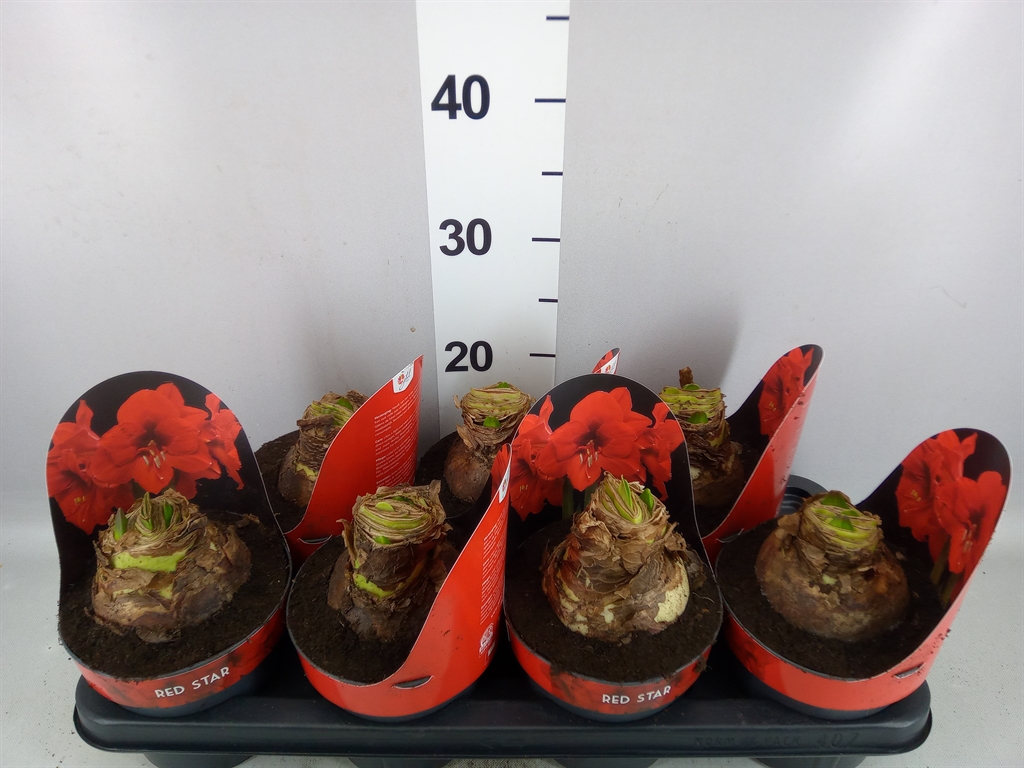 Hippeastrum Red Star 14Ø 25cm