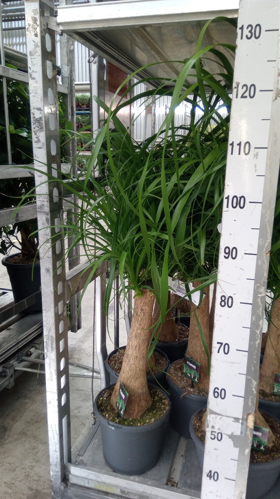 Beaucarnea Recurvata 23Ø 70cm