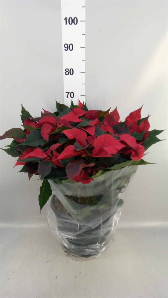 Euphor P Bel Italia 32Ø 65cm