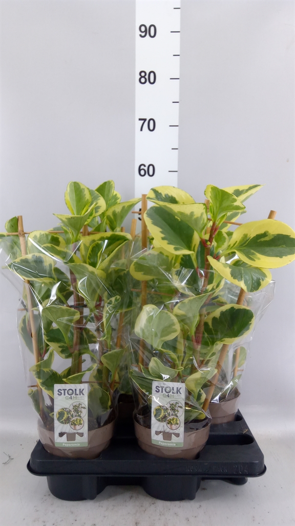 Peperomia Obtusifolia Obtipan Bicolor 14Ø 50cm
