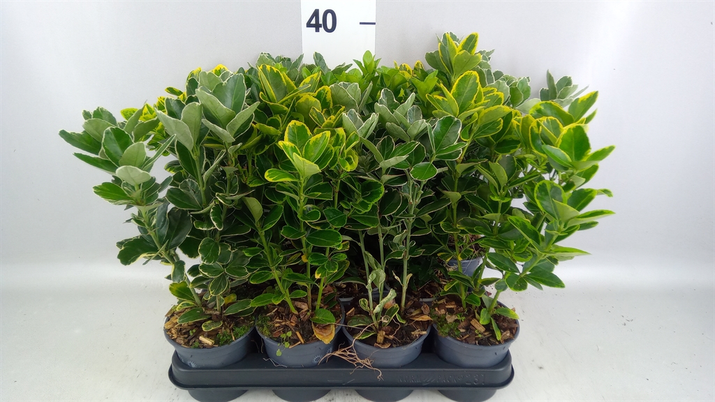 Euonymus Mix 10Ø 35cm