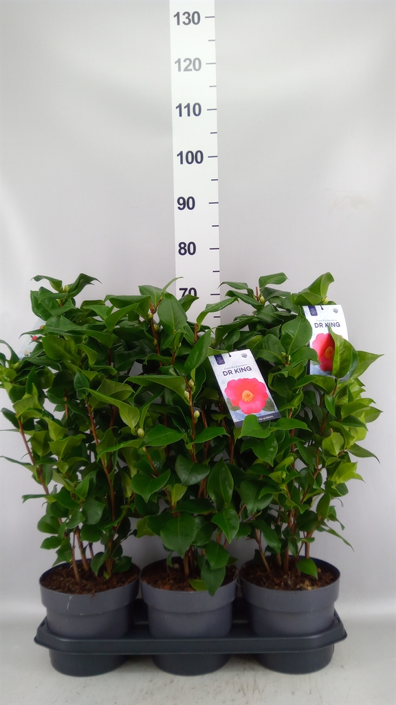 Camellia Japonica Dr King 19Ø 60cm