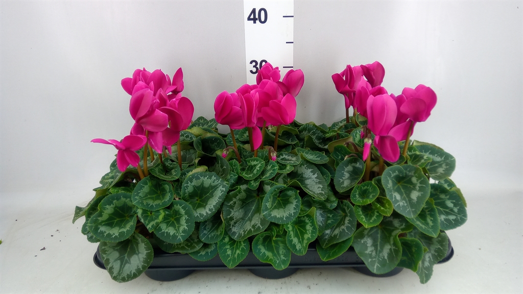 Cyclamen Super Serie Leopardo 13Ø 30cm