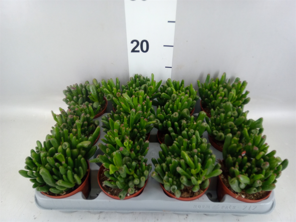 Crassula Gollum 8Ø 10cm