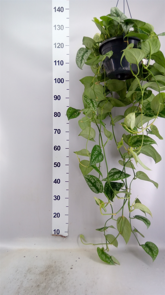 Scindapsus Trebie 25Ø 100cm