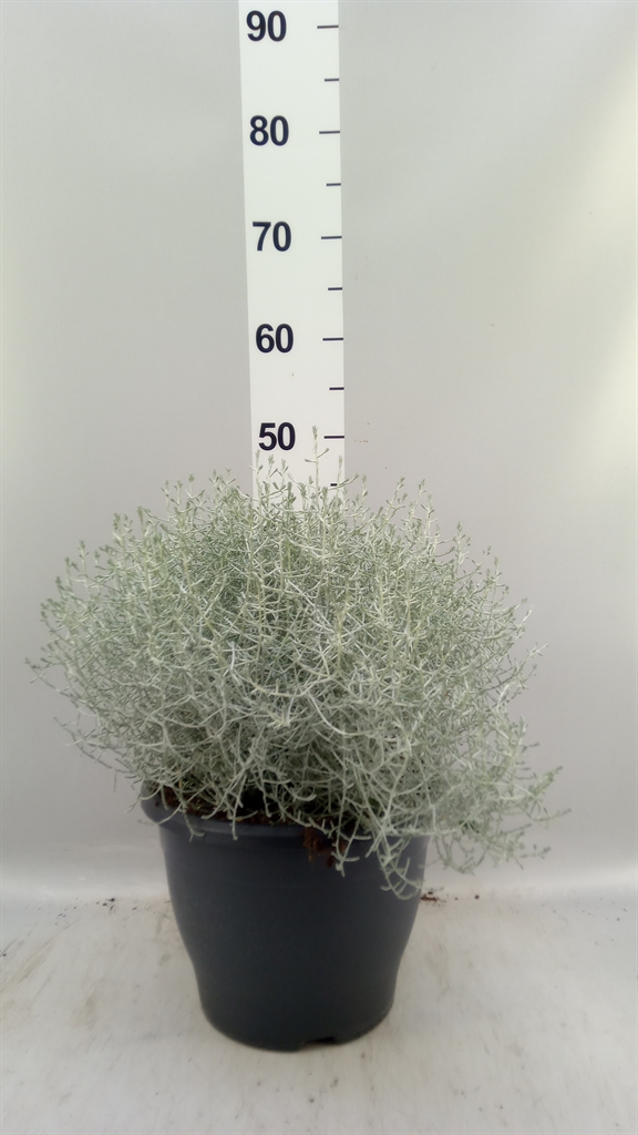 Calocephalus 26Ø 45cm