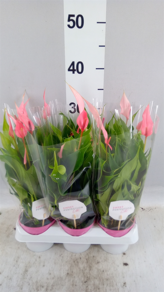 Anthurium Lilli 9Ø 25cm
