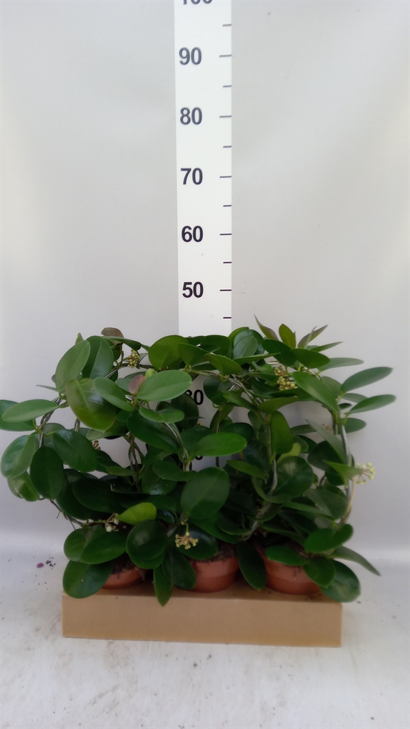 Hoya Australis 12Ø