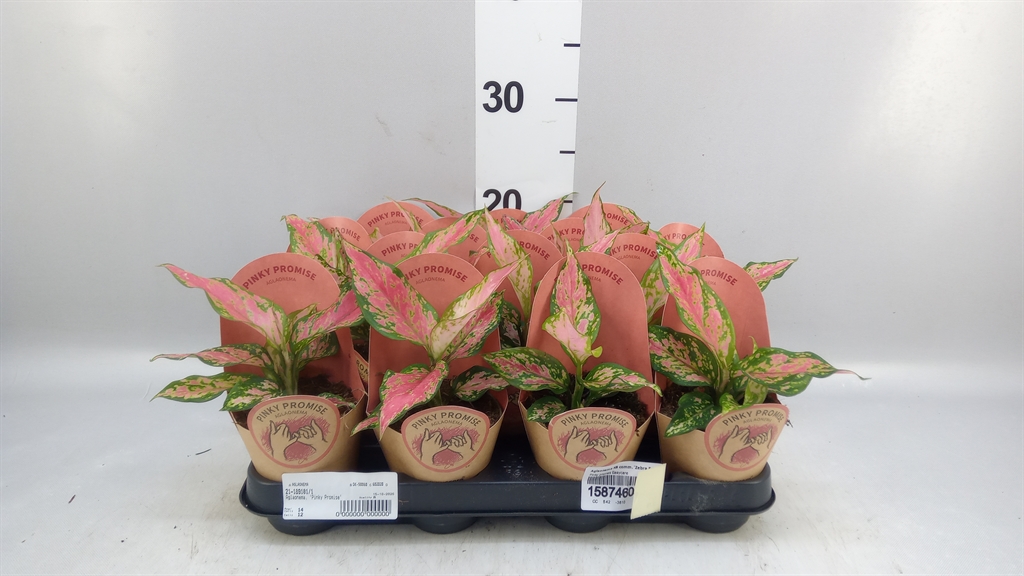 Aglaonema Zebra Feathers 9Ø 30cm