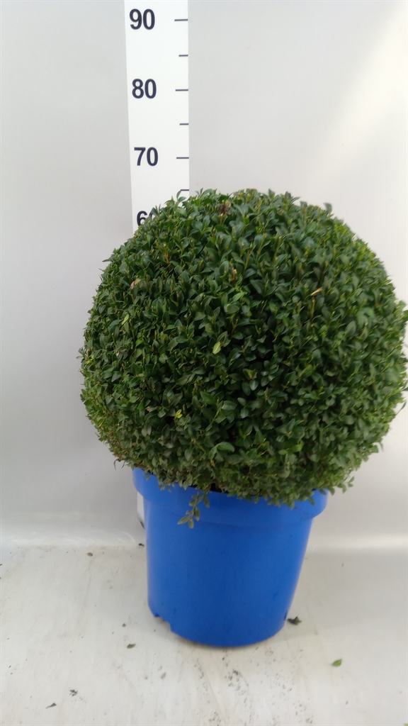 Buxus Sempervirens 30Ø 60cm