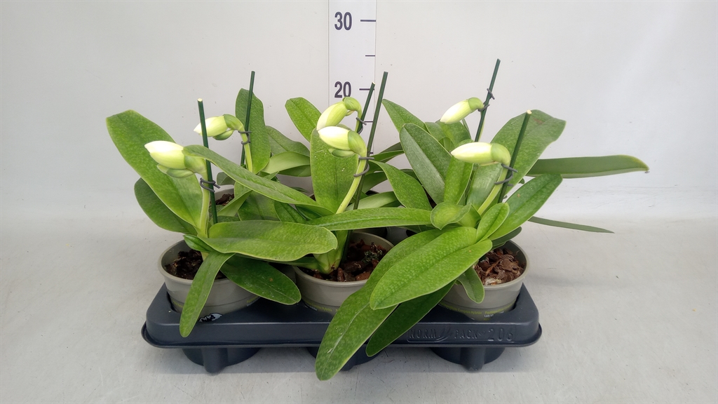 Paphiopedilum America Mix 12Ø 25cm
