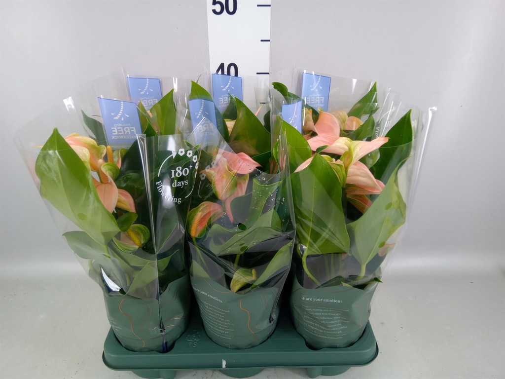 Anthurium Joli Peach 12Ø 40cm