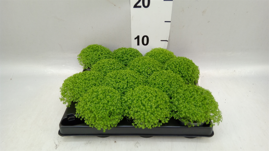 Selag Apoda 6Ø 15cm