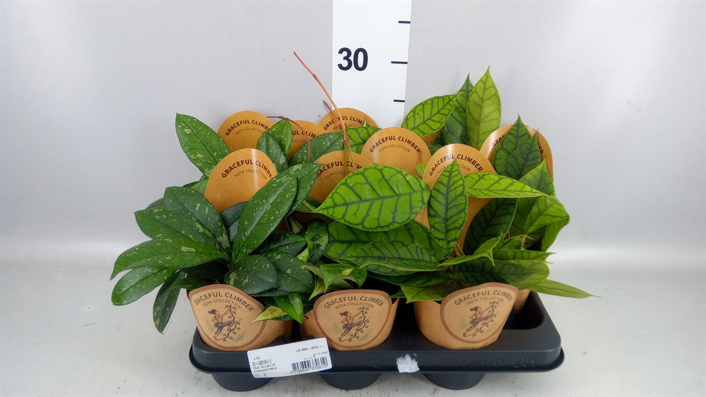Hoya C Kal 16 11Ø