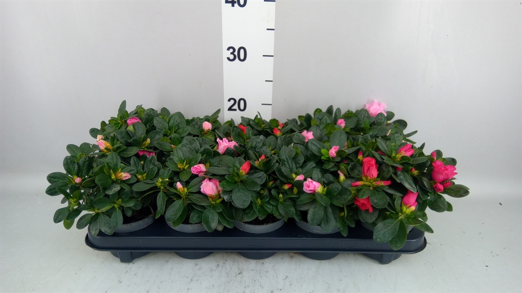 Rhododendron Mix 10Ø 15cm