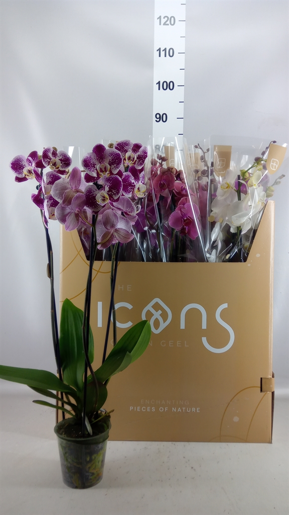 Phalaenopsis Mix 7 Colours 12Ø 65cm 3st