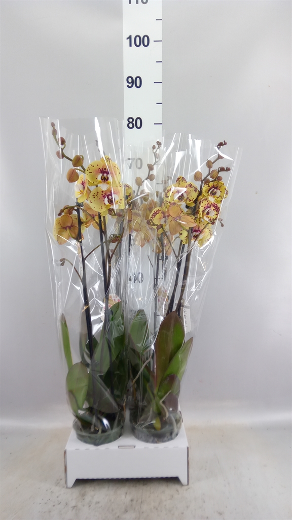 Phal Ov 12Ø 70cm