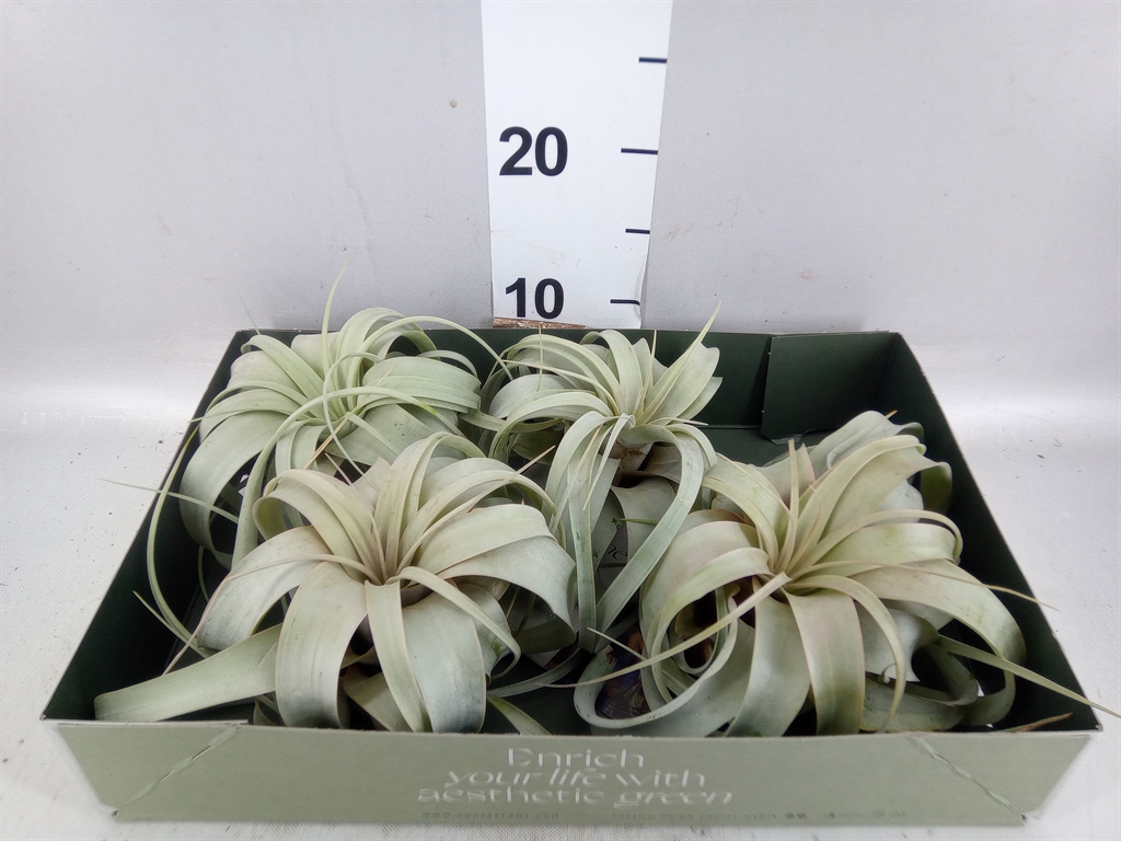 Tillandsia Xerographica