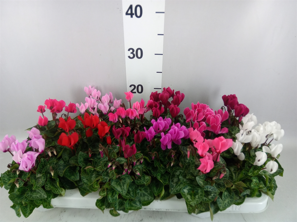 Cyclamen Super Serie Verano 9Ø 17cm