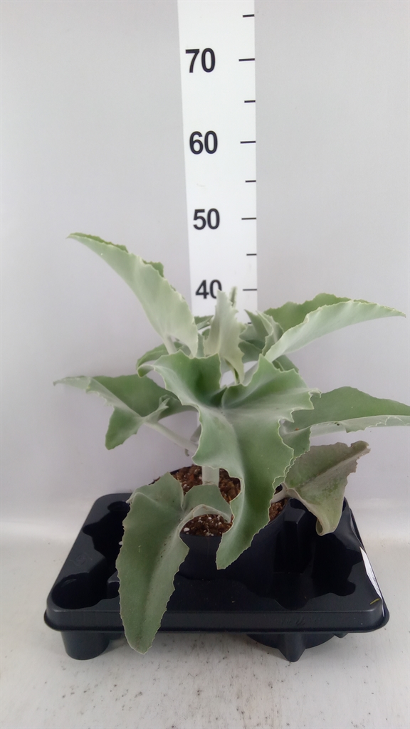 Kalanchoe Beharensis 17Ø 45cm