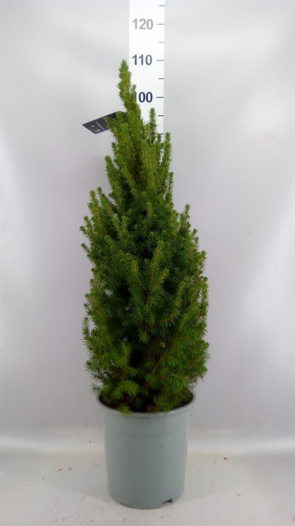 Picea Conica 24Ø 90cm