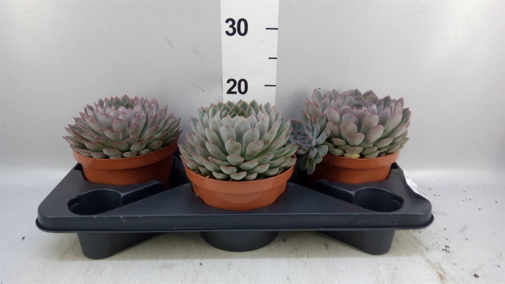 Echeveria Mixed 17Ø
