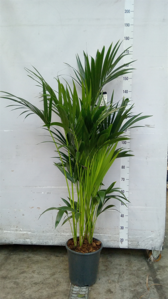 Howea Forsteriana 27Ø 160cm