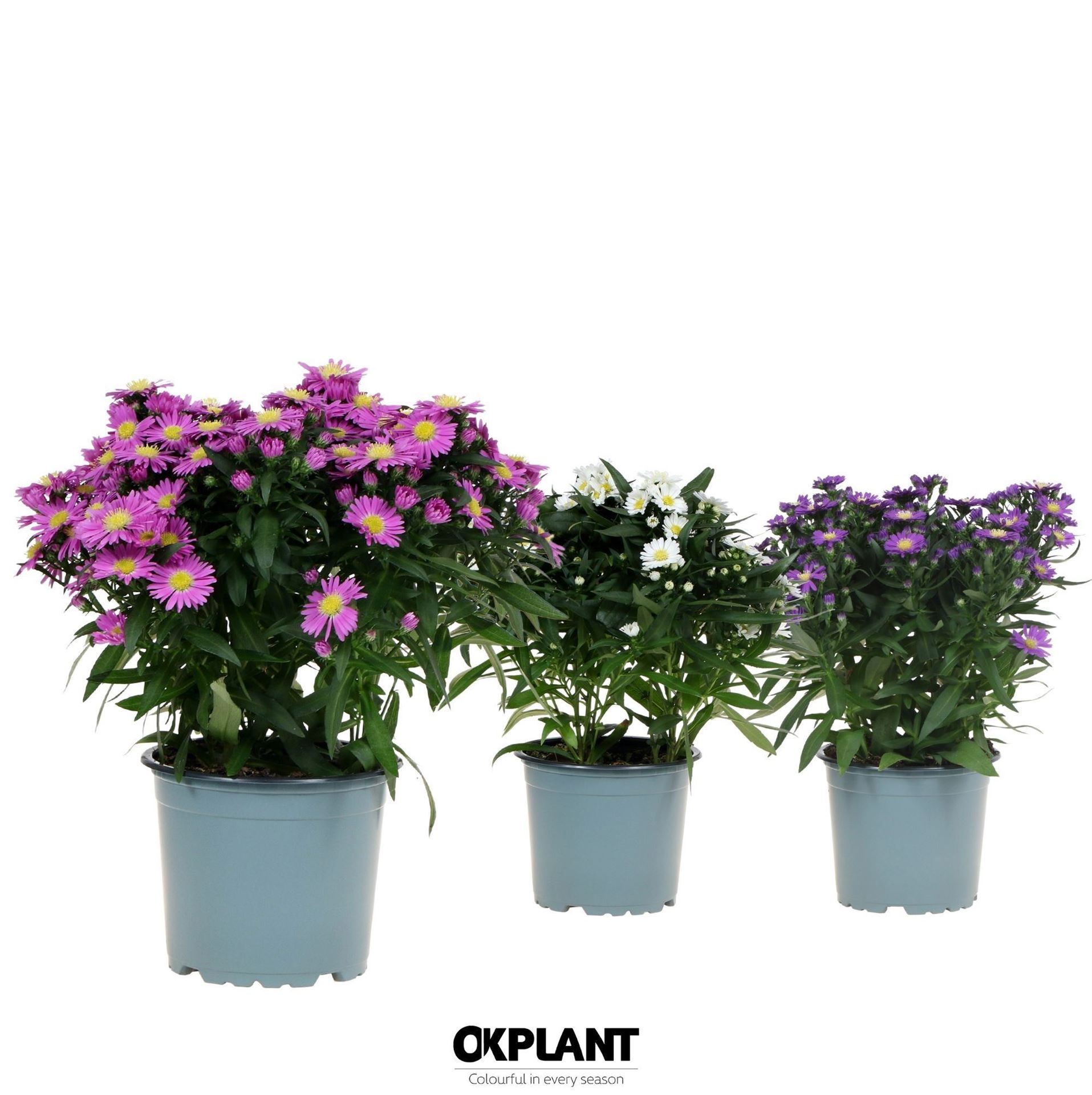 Aster Starletta Mix 12Ø 30cm