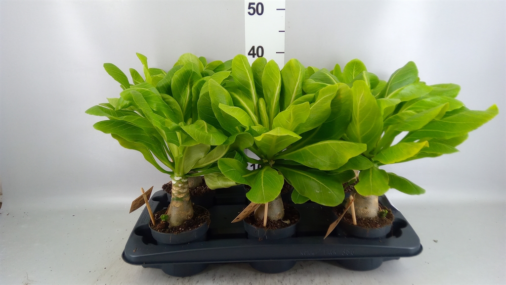Brighamia Hawaiian Palm 12Ø 35cm