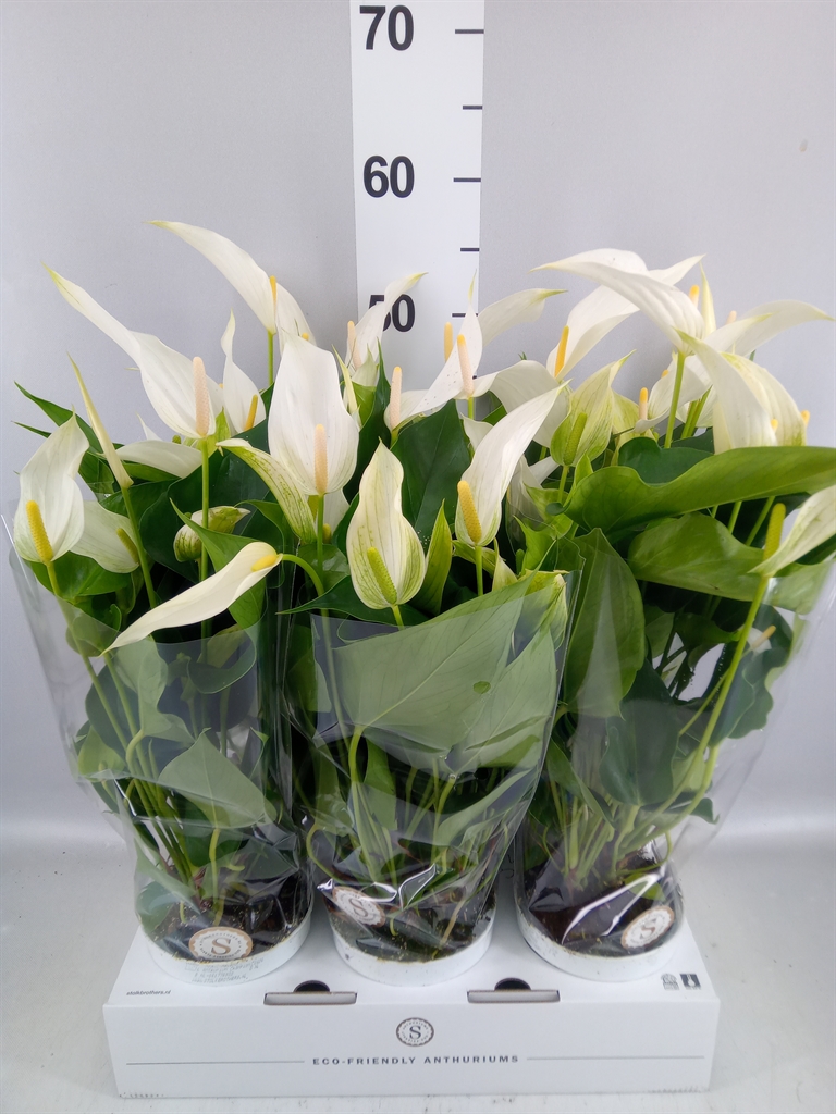 Anthurium Banderola Cava 12Ø 40cm