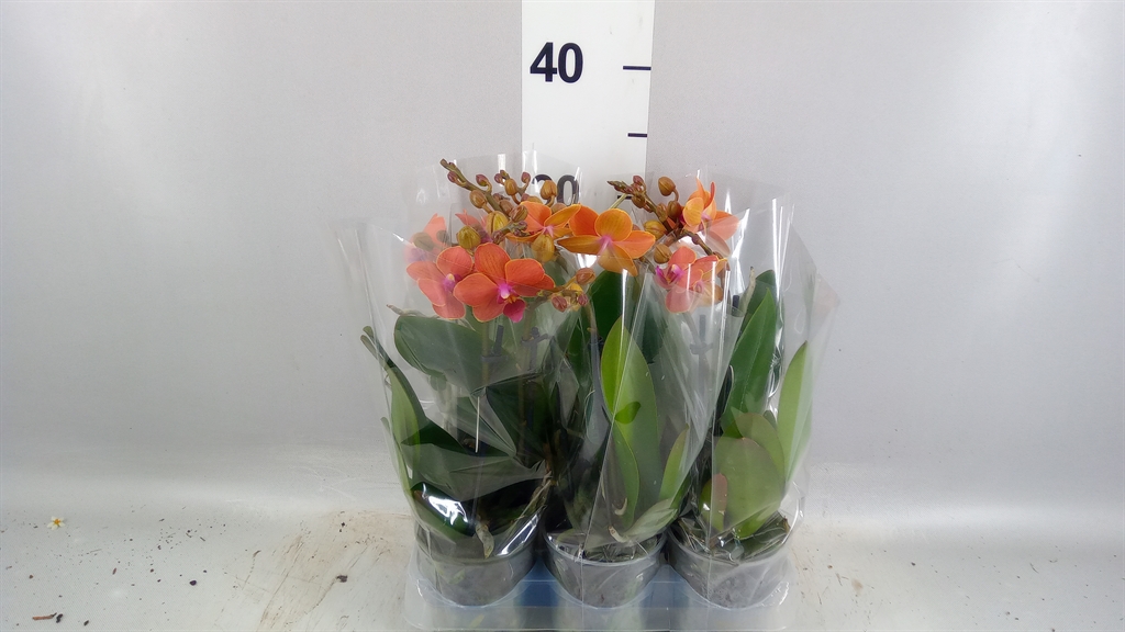 Phalaenopsis Multiflora Bolzano 9Ø 35cm 2st